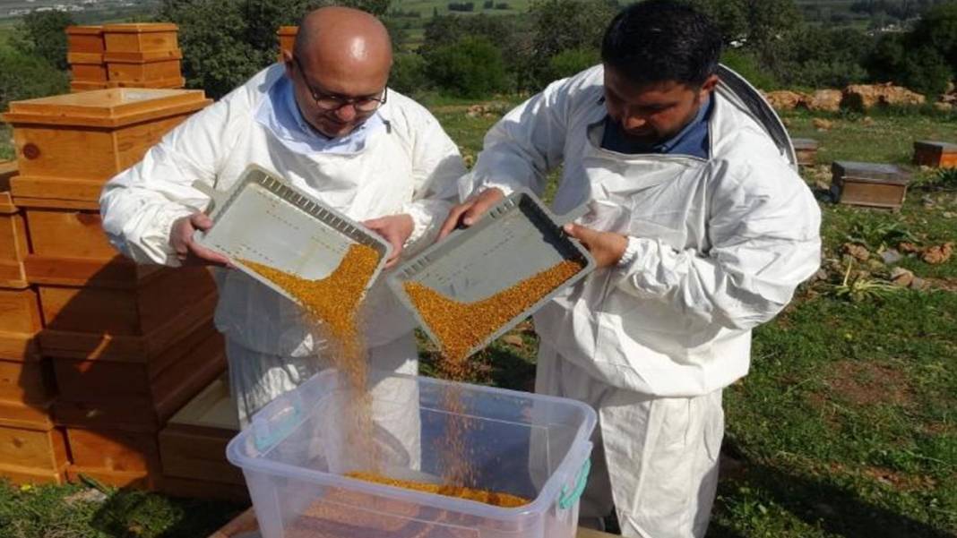 Altına kafa tutuyor: Mersinde hasadı başladı! Kilosu 1000 liradan satılıyor 2